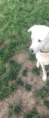 Lucy