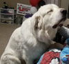 Sully