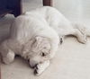 Sully