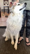 Koda WY