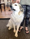Koda WY