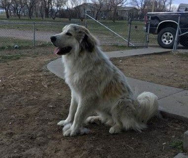 Koda WY
