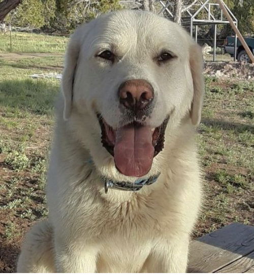 Polar