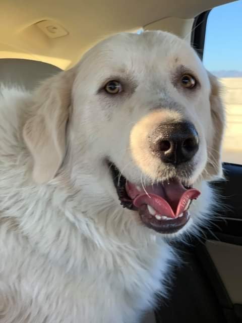 adoptable Dog in Hamilton, MT named Zeus