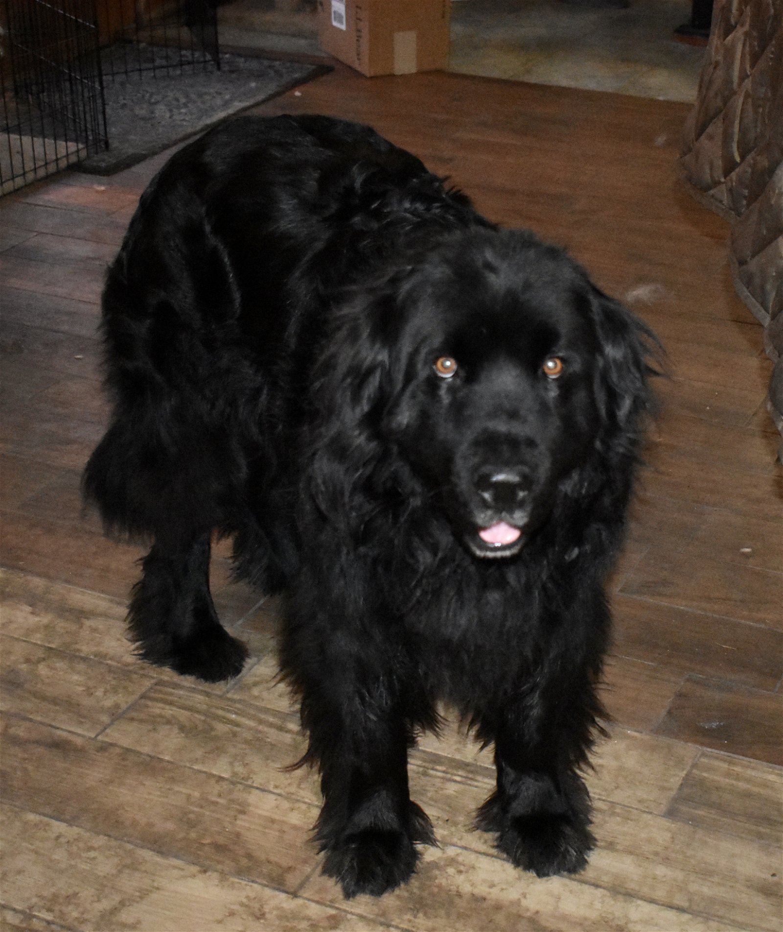 adoptable Dog in Hamilton, MT named Charlie C