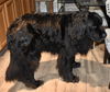 Charlie C