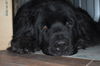 Charlie C