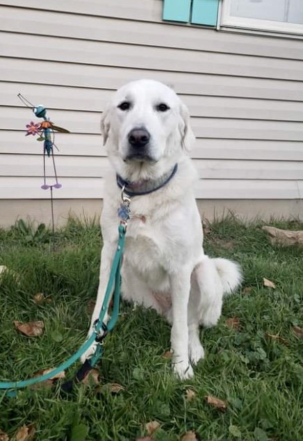 adoptable Dog in Hamilton, MT named Nova