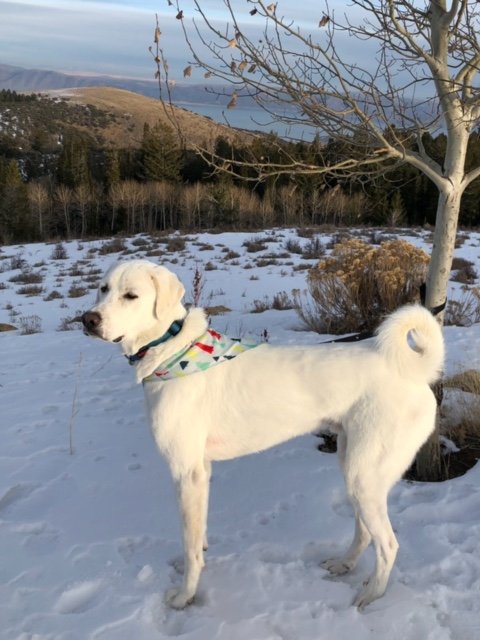 adoptable Dog in Hamilton, MT named Timber