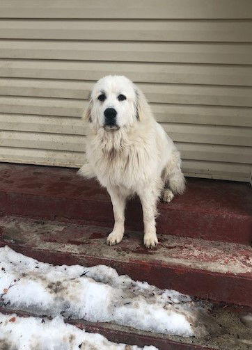 Rollo