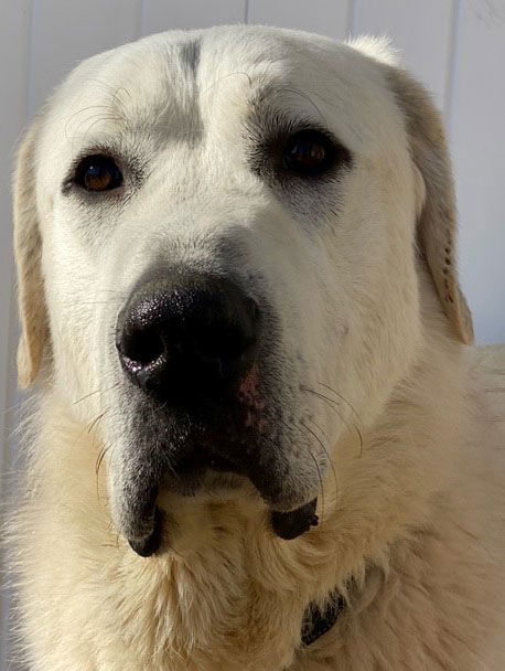 Hoss