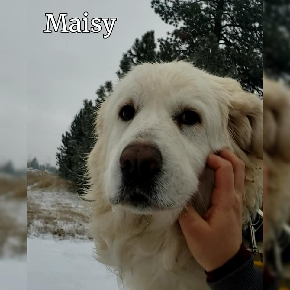 adoptable Dog in Hamilton, MT named Maisy