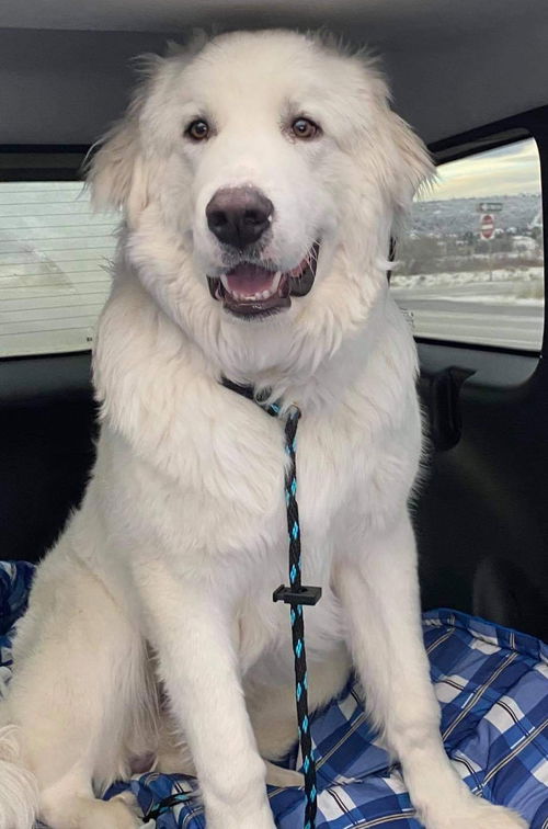 KodaBear
