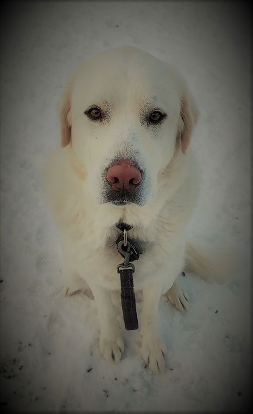 Claude