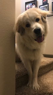 Koda UT
