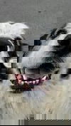 Toki