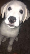 Harley