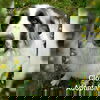 Clover