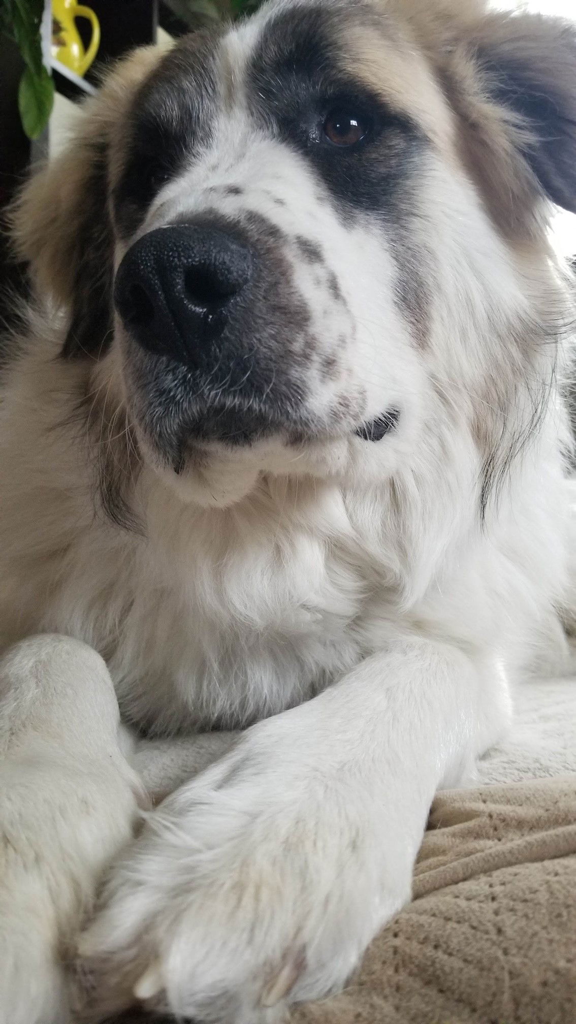 Great pyrenees best sale saint bernard mix