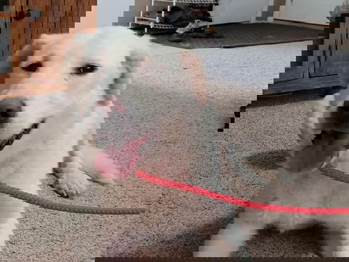 Ray