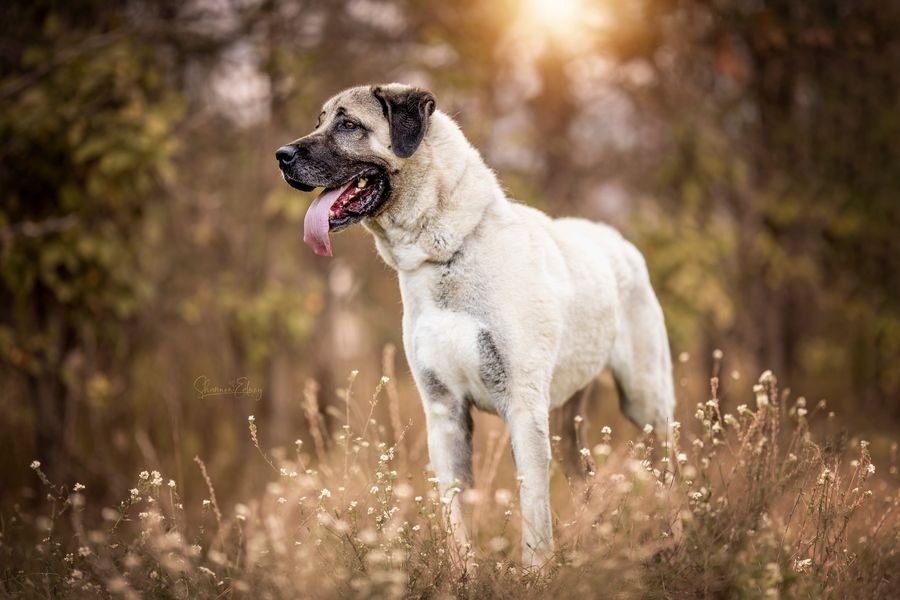 adoptable Dog in Hamilton, MT named Pyper
