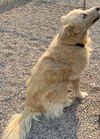 Tezi