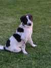 Randy (Blacky)