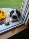 Randy (Blacky)