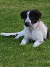 Randy (Blacky)