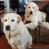 Daisy Mae (Spokane, courtesy
