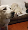 Daisy Mae (Spokane, courtesy