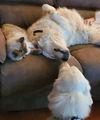 Daisy Mae (Spokane, courtesy