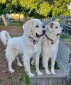 Daisy Mae (Spokane, courtesy