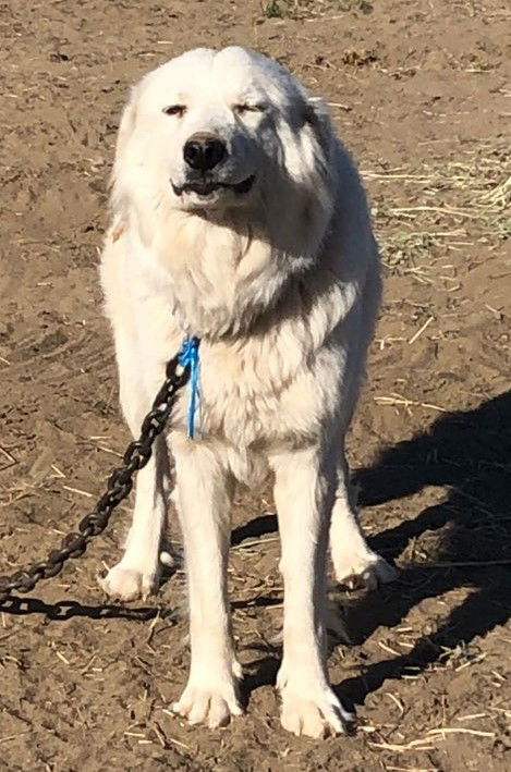 Indy (with LGD partner Rio)
