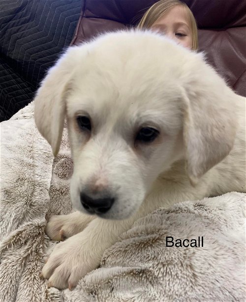 Bacall