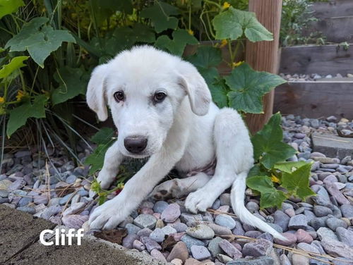 Puppy Cliff