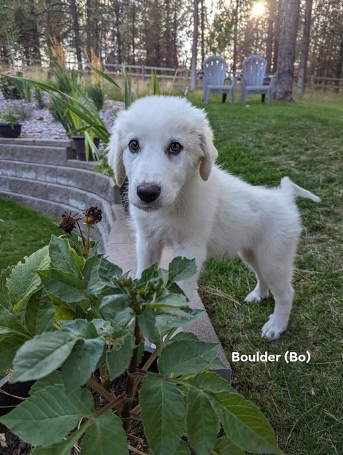 Puppy Boulder (Bo)