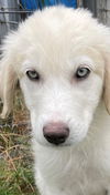 Puppy Gemma