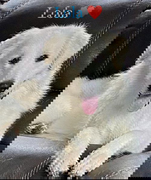 Lola-U