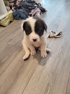 U-puppy Zurg