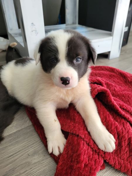 U-puppy Zurg