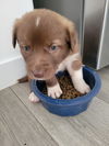 U-puppy Slinky