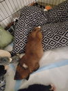 U-puppy Slinky