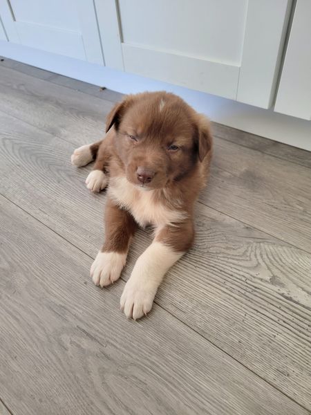 U-puppy Slinky