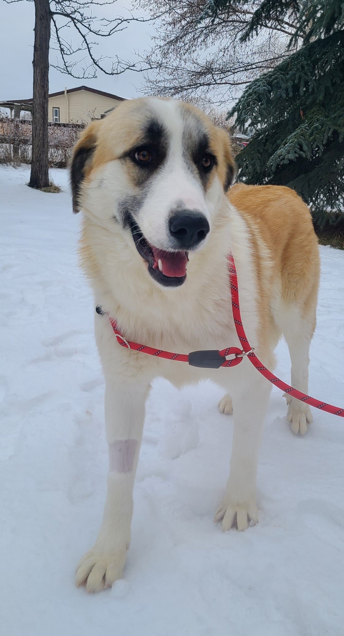 adoptable Dog in Hamilton, MT named Bernie-U
