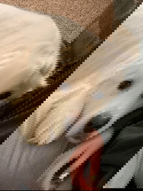 U-Gus (courtesy)