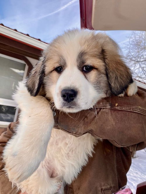 Puppy two