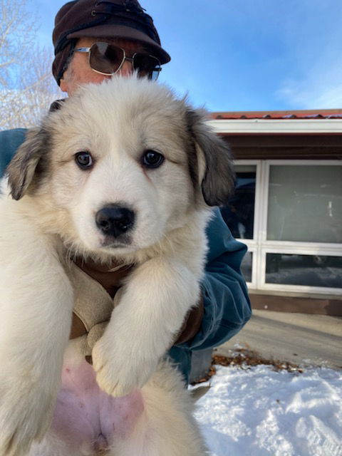 Puppy three