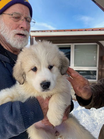 Puppy four