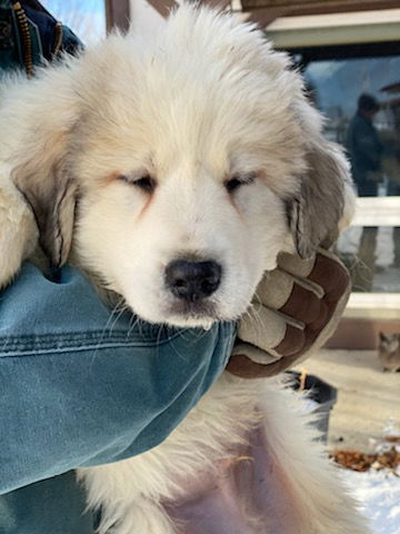 Puppy five